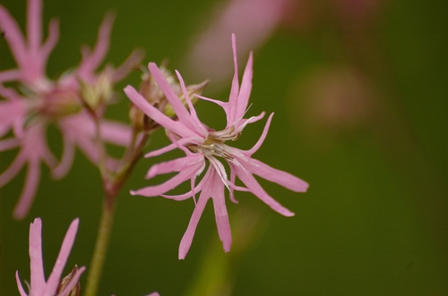 ragged-robin
