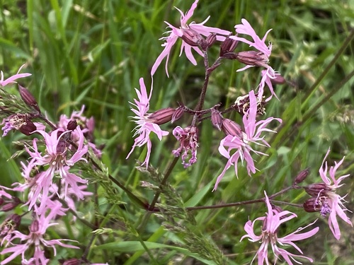 ragged-robin