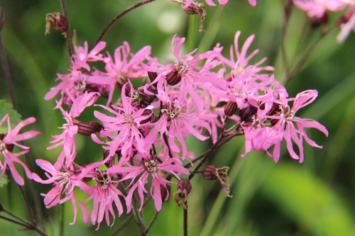 ragged-robin