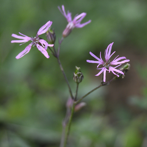 ragged-robin