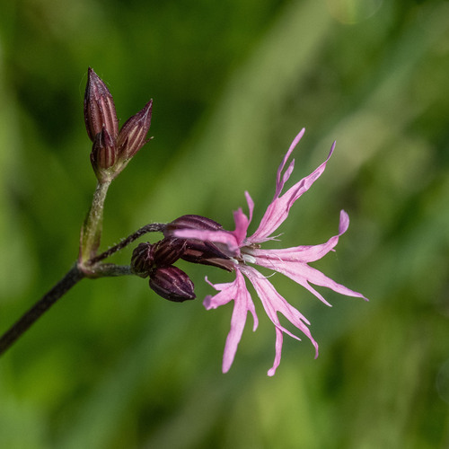 ragged-robin