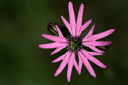 ragged-robin