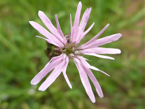 ragged-robin