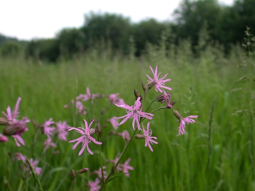 ragged-robin