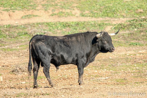 Domestic Cattle
