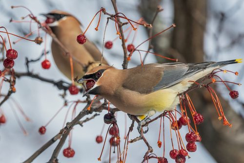 Cedar Waxwing