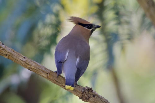 Cedar Waxwing