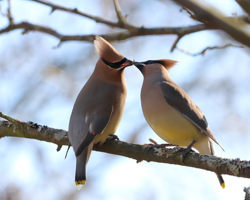Cedar Waxwing