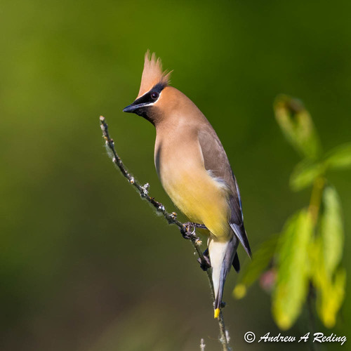 Cedar Waxwing