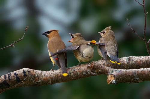 Cedar Waxwing