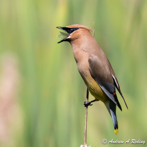 Cedar Waxwing
