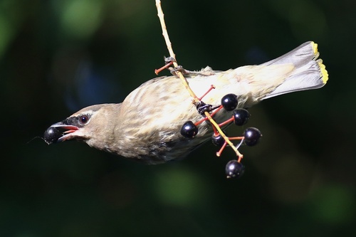 Cedar Waxwing
