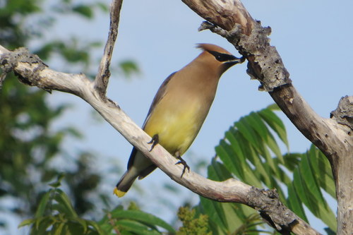 Cedar Waxwing