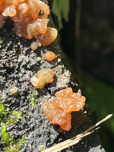 Crystal Brain Fungus