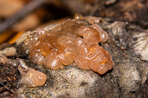 Crystal Brain Fungus
