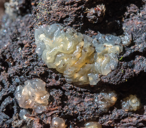 Crystal Brain Fungus