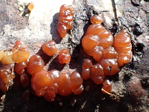 Crystal Brain Fungus