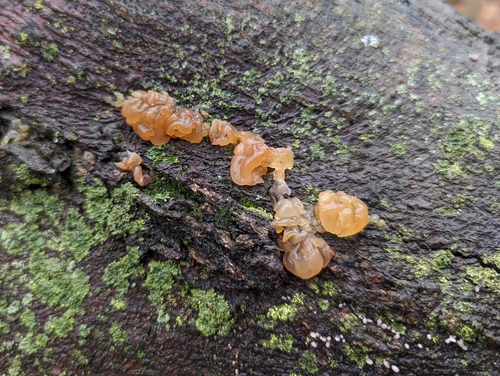 Crystal Brain Fungus