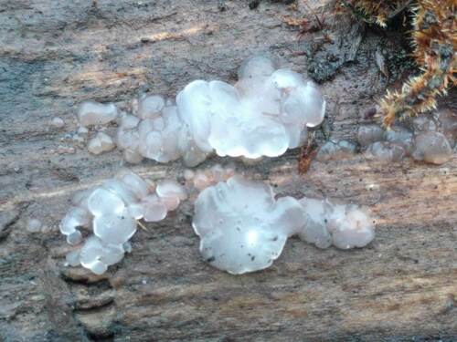 Crystal Brain Fungus