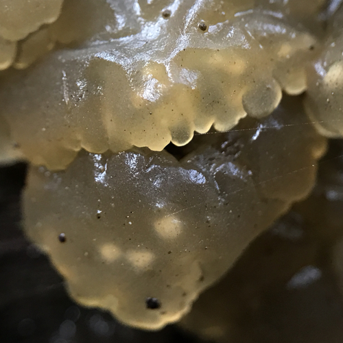 Crystal Brain Fungus