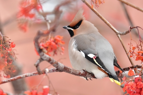Bohemian Waxwing
