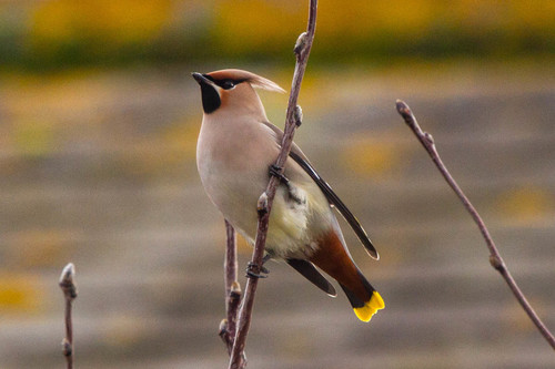 Bohemian Waxwing