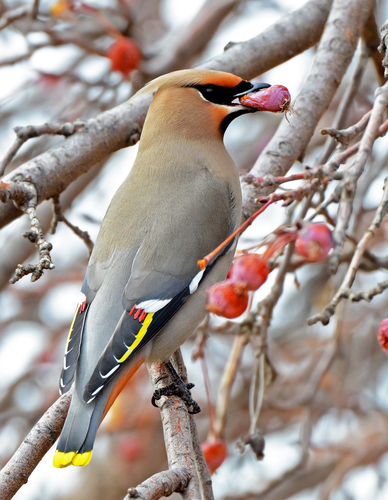 Bohemian Waxwing