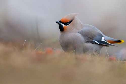 Bohemian Waxwing
