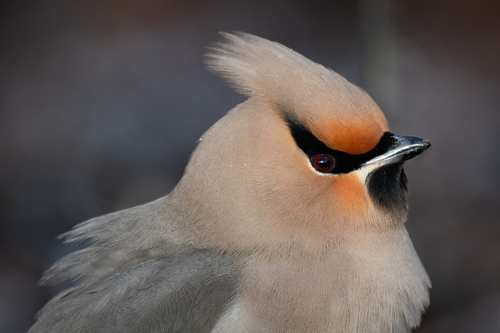 Bohemian Waxwing
