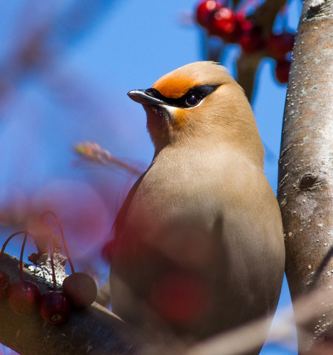 Bohemian Waxwing
