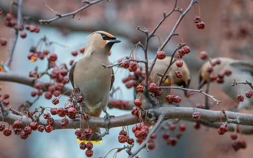 Bohemian Waxwing