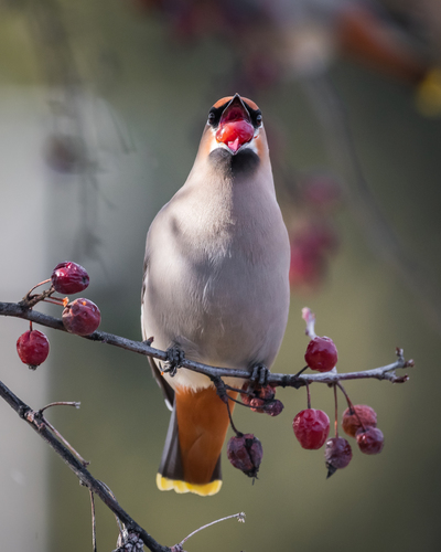 Bohemian Waxwing
