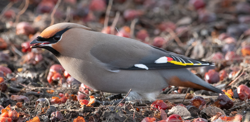 Bohemian Waxwing