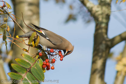 Bohemian Waxwing