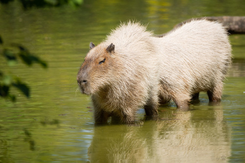 Capybara