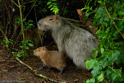Capybara