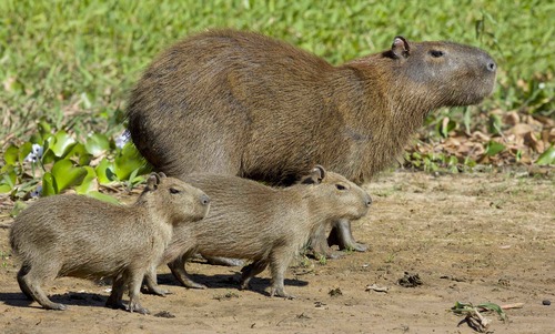 Capybara