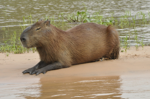Capybara