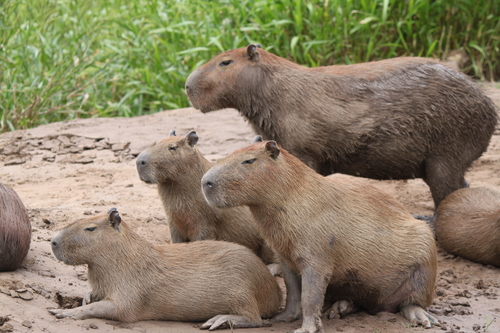 Capybara