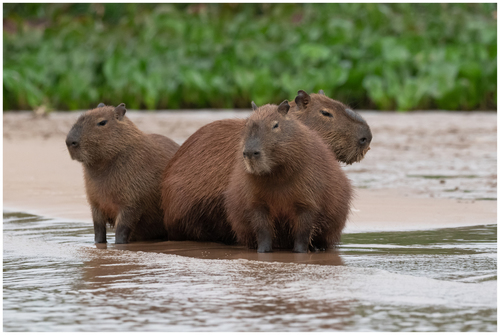 Capybara
