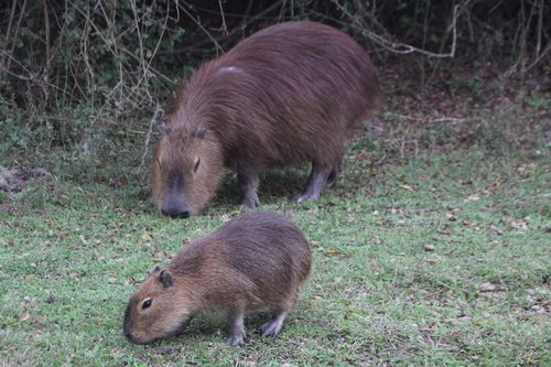 Capybara