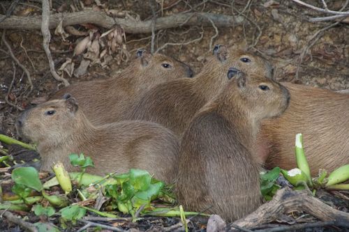 Capybara