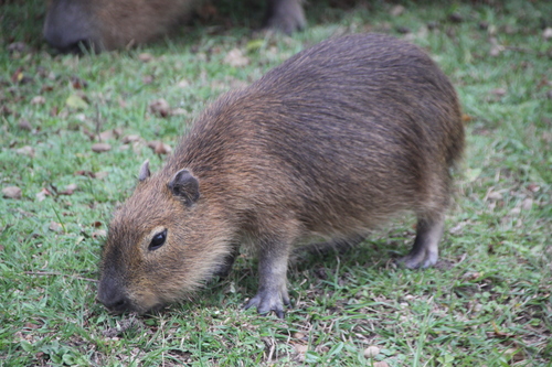 Capybara