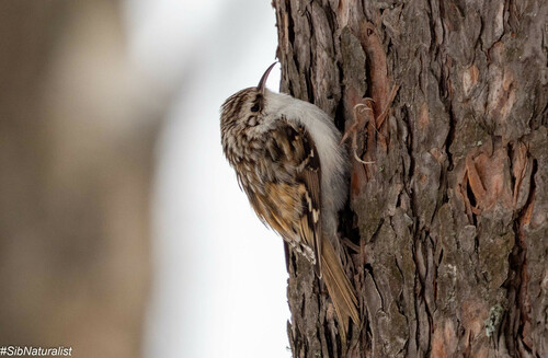 Eurasian Treecreeper