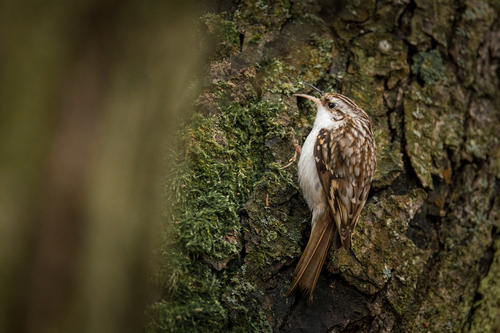 Eurasian Treecreeper