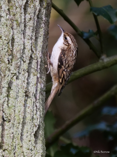 Eurasian Treecreeper