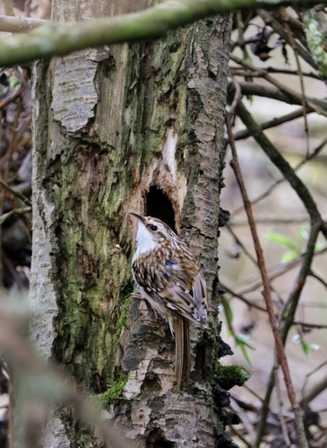 Eurasian Treecreeper