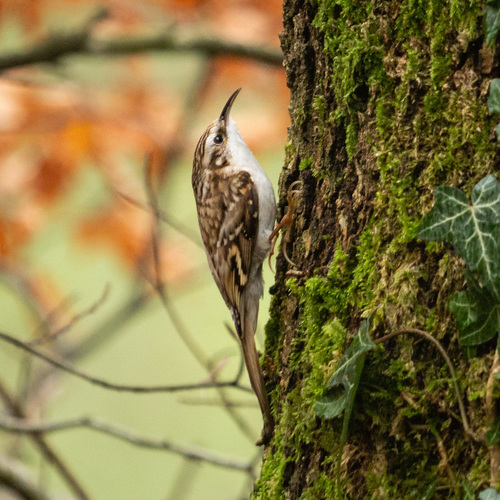 Eurasian Treecreeper