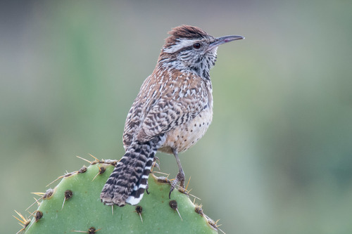 Cactus Wren