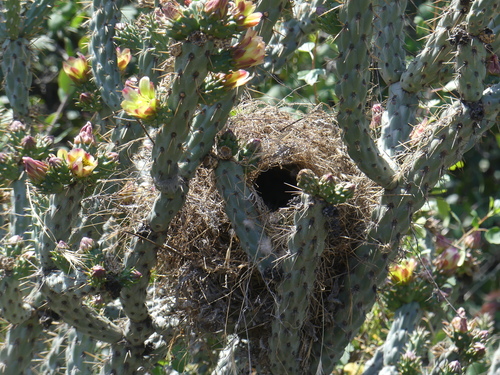 Cactus Wren